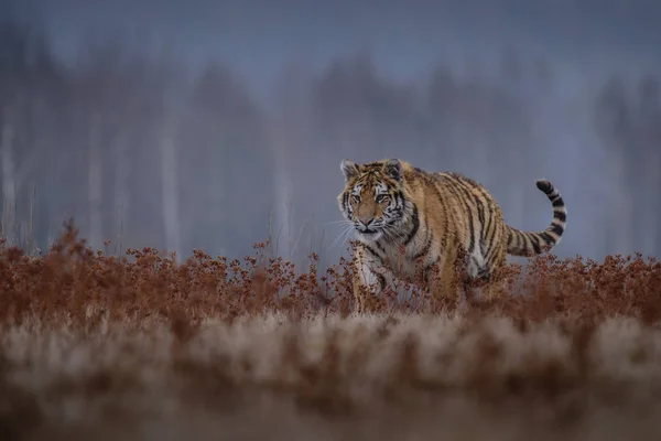 Siberian Tiger Panthera Tigris Tigris Also Called Amur Tiger Panthera — Stock Photo, Image