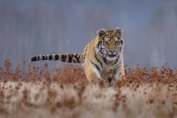 Tigre Siberiano Panthera Tigris Tigris También Llamado Tigre Amur Panthera — Foto de Stock