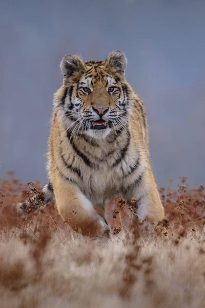 Tigre Siberiano Panthera Tigris Tigris También Llamado Tigre Amur Panthera —  Fotos de Stock