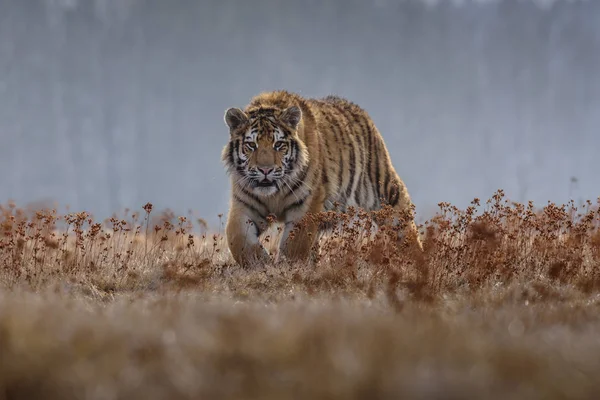 Сибирский Тигр Panthera Tigris Tigris Называемый Лесу Амурским Тигром Panthera — стоковое фото