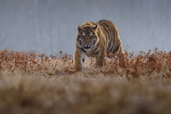 시베리아 호랑이 Panthera Tigris Tigris 속에서는아 호랑이 Panthera Tigris Altaica — 스톡 사진