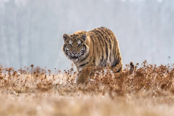 Τίγρης Της Σιβηρίας Panthera Tigris Tigris Ονομάζεται Επίσης Τίγρης Amur — Φωτογραφία Αρχείου