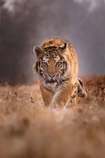 Sibirya Kaplanı Panthera Tigris Tigris Tigris Ormanda Amur Kaplanı Panthera — Stok fotoğraf