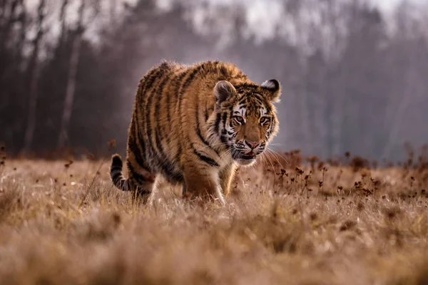 Sibirya kaplanı (Panthera tigris tigris tigris) ormanda Amur kaplanı (Panthera tigris altaica), ormanda dişi kaplan olarak da bilinir. Genç bir kaplan pençelerini bir ağaca geçirir..