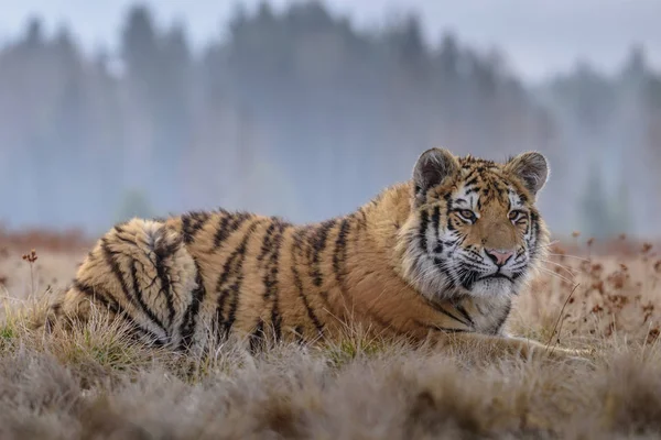 Tigre Siberiano Panthera Tigris Tigris También Llamado Tigre Amur Panthera — Foto de Stock