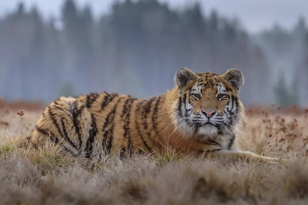 Den Sibiriska Tigern Panthera Tigris Tigris Kallas Också Amur Tiger — Stockfoto