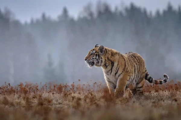 Сибірський Тигр Panthera Tigris Tigris Також Називається Amur Tiger Panthera — стокове фото