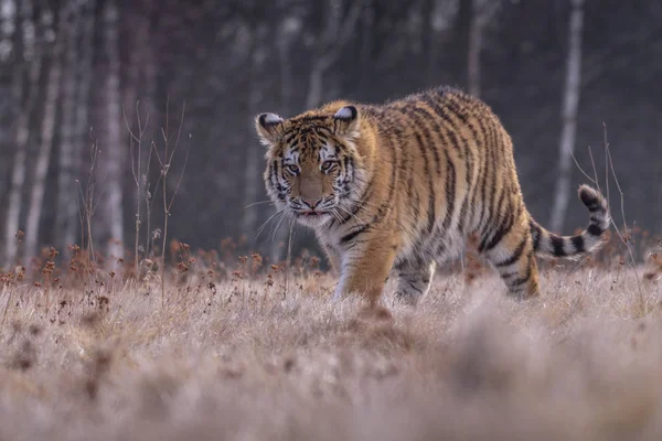 시베리아 호랑이 Panthera Tigris Tigris 속에서는아 호랑이 Panthera Tigris Altaica — 스톡 사진