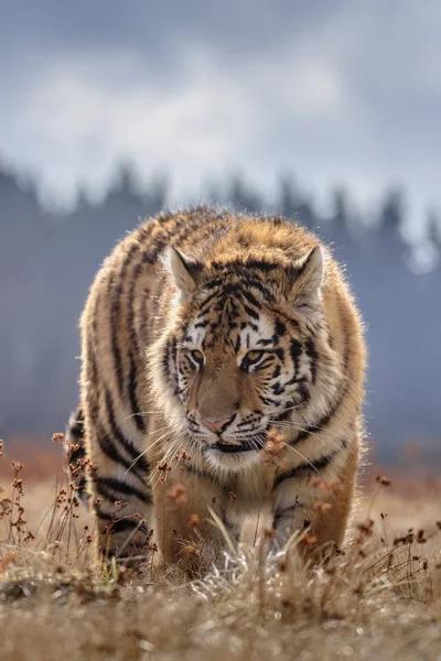 シベリアトラ Panthera Tigris Tigris は森の中のアムールトラ Panthera Tigris Altaica とも呼ばれ 森の中の若い雌虎 — ストック写真