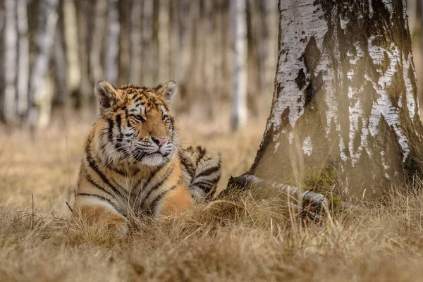 시베리아 호랑이 Panthera Tigris Tigris 속에서는아 호랑이 Panthera Tigris Altaica — 스톡 사진