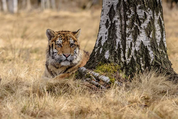 Tigre Siberiano Panthera Tigris Tigris También Llamado Tigre Amur Panthera — Foto de Stock