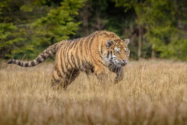 시베리아 호랑이 Panthera Tigris Tigris 속에서는아 호랑이 Panthera Tigris Altaica — 스톡 사진