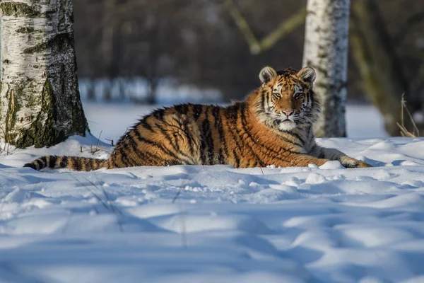 西伯利亚虎 Panthera Tigris Tigris Tigris 在森林中也被称为黑虎 Panthera Tigris Altaica 在森林中被称为年轻的雌性虎 — 图库照片