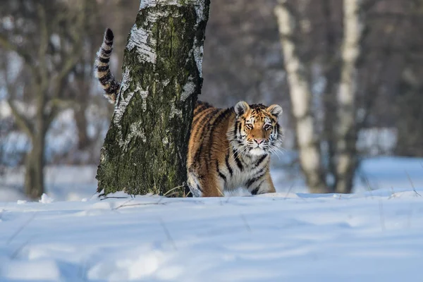 시베리아 호랑이 Panthera Tigris Tigris 속에서는아 호랑이 Panthera Tigris Altaica — 스톡 사진