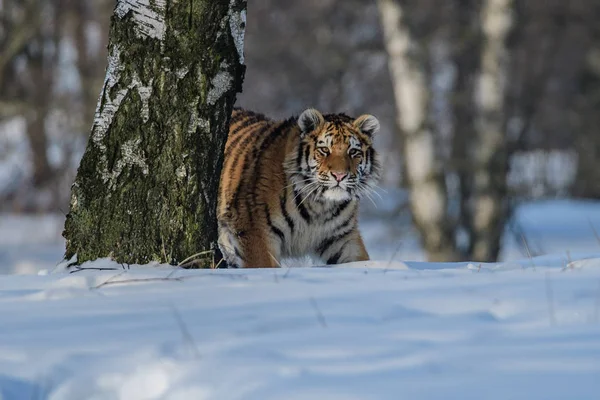 西伯利亚虎 Panthera Tigris Tigris Tigris 在森林中也被称为黑虎 Panthera Tigris Altaica 在森林中被称为年轻的雌性虎 — 图库照片