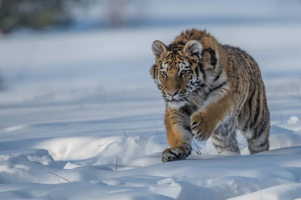 Sibiřský Tygr Panthera Tigris Tigris Také Nazývá Amur Tiger Panthera — Stock fotografie