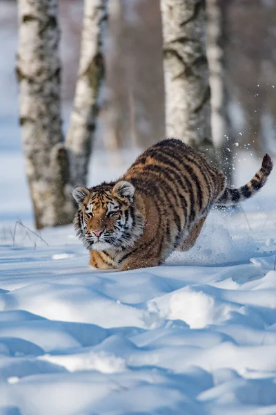 Tigre Siberiano Panthera Tigris Tigris También Llamado Tigre Amur Panthera —  Fotos de Stock