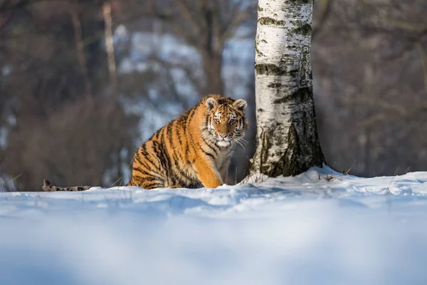 Τίγρης Της Σιβηρίας Panthera Tigris Tigris Ονομάζεται Επίσης Τίγρης Amur — Φωτογραφία Αρχείου