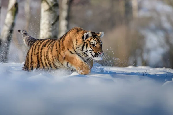 Tigre Siberiano Panthera Tigris Tigris Também Chamado Tigre Amur Panthera — Fotografia de Stock