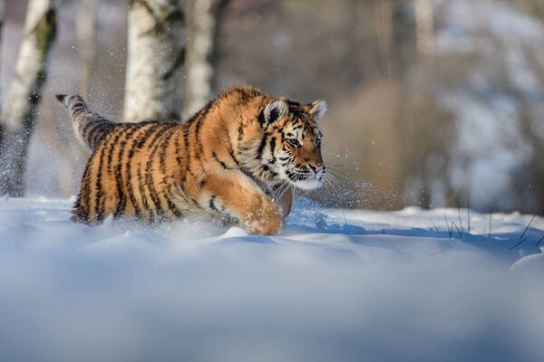 The Siberian tiger (Panthera tigris tigris) also called Amur tiger (Panthera tigris altaica) in the forest, Young female tiger in the forest. A young tiger buckles his claws into a tree.