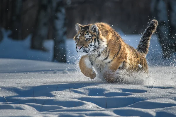 Siberian Tiger Panthera Tigris Tigris Also Called Amur Tiger Panthera — Stock Photo, Image