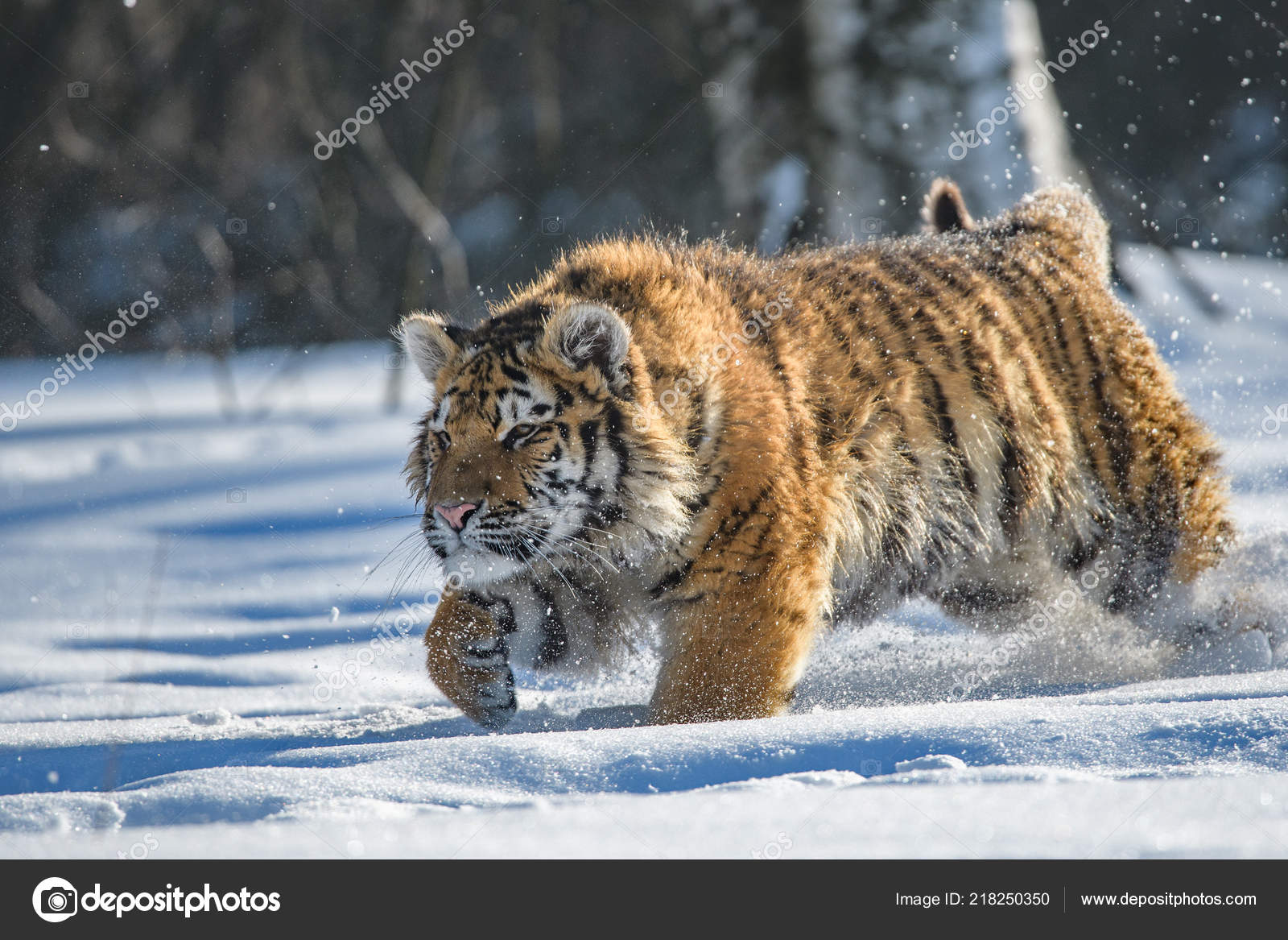 siberian-tiger-winter-