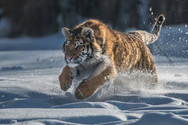 Sibirya kaplanı (Panthera tigris tigris tigris) ormanda Amur kaplanı (Panthera tigris altaica), ormanda dişi kaplan olarak da bilinir. Genç bir kaplan pençelerini bir ağaca geçirir..