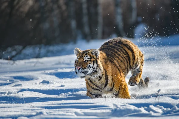 Siberian Tiger Panthera Tigris Tigris Also Called Amur Tiger Panthera — Stock Photo, Image