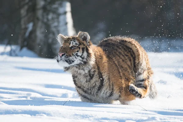 Τίγρης Της Σιβηρίας Panthera Tigris Tigris Ονομάζεται Επίσης Τίγρης Amur — Φωτογραφία Αρχείου