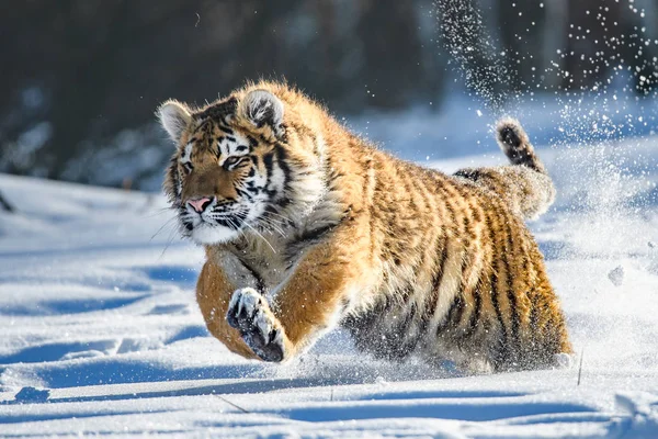 Sibirya kaplanı (Panthera tigris tigris tigris) ormanda Amur kaplanı (Panthera tigris altaica), ormanda dişi kaplan olarak da bilinir. Genç bir kaplan pençelerini bir ağaca geçirir..