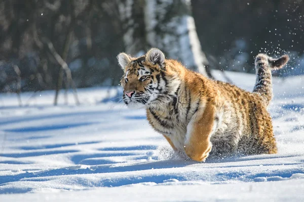 Sibiřský Tygr Panthera Tigris Tigris Také Nazývá Amur Tiger Panthera — Stock fotografie