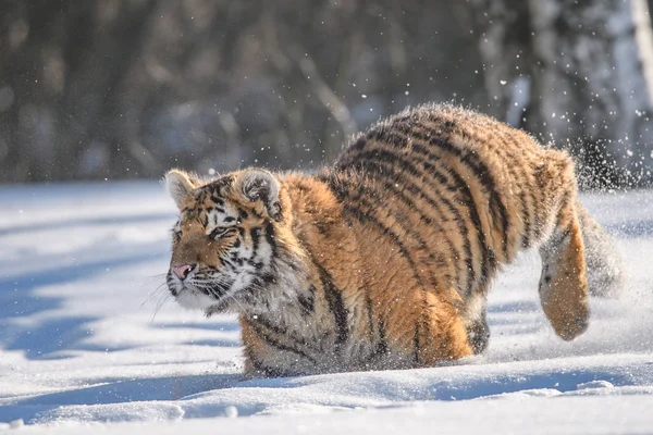 Tigre Siberiano Panthera Tigris Tigris También Llamado Tigre Amur Panthera —  Fotos de Stock