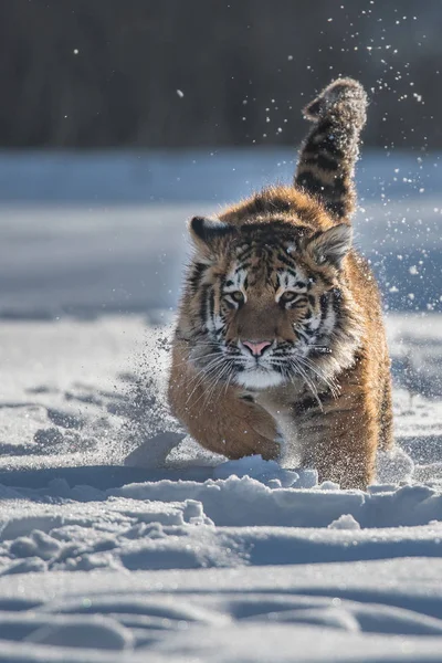 Siberian Tiger Panthera Tigris Tigris Also Called Amur Tiger Panthera — Stock Photo, Image