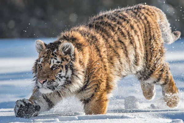 Tigre Siberiano Panthera Tigris Tigris También Llamado Tigre Amur Panthera —  Fotos de Stock