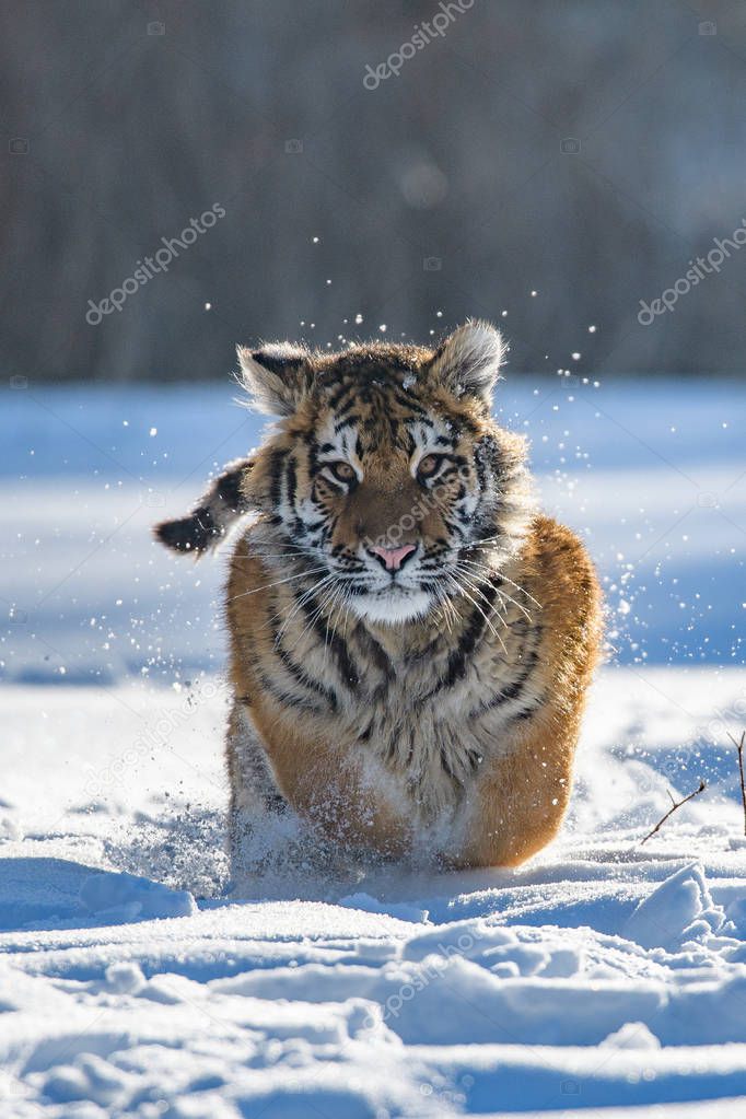 The Siberian tiger (Panthera tigris tigris) also called Amur tiger (Panthera tigris altaica) in the forest, Young female tiger in the forest. A young tiger buckles his claws into a tree.