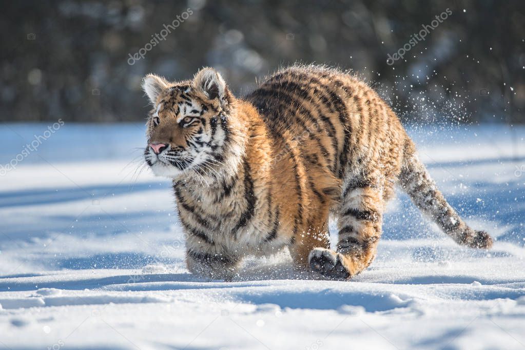 The Siberian tiger (Panthera tigris tigris) also called Amur tiger (Panthera tigris altaica) in the forest, Young female tiger in the forest. A young tiger buckles his claws into a tree.