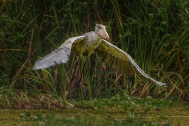 Shoebill, Balaeniceps rex, olarak da bilinen whalehead veya ayakkabı gagalı leylek, çok büyük bir leylek gibi kuştur. Adı büyük kendi ayakkabı şeklindeki Bill'den kaynaklanmaktadır. Sulak, mavi çiçek yürüyüş