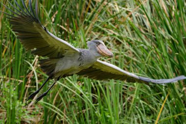 Shoebill, Balaeniceps rex, olarak da bilinen whalehead veya ayakkabı gagalı leylek, çok büyük bir leylek gibi kuştur. Adı büyük kendi ayakkabı şeklindeki Bill'den kaynaklanmaktadır. Sulak, mavi çiçek yürüyüş