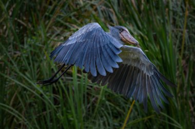 Shoebill, Balaeniceps rex, olarak da bilinen whalehead veya ayakkabı gagalı leylek, çok büyük bir leylek gibi kuştur. Adı büyük kendi ayakkabı şeklindeki Bill'den kaynaklanmaktadır. Sulak, mavi çiçek yürüyüş