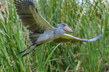 Shoebill, Balaeniceps rex, olarak da bilinen whalehead veya ayakkabı gagalı leylek, çok büyük bir leylek gibi kuştur. Adı büyük kendi ayakkabı şeklindeki Bill'den kaynaklanmaktadır. Sulak, mavi çiçek yürüyüş