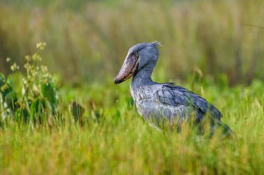 Shoebill, Balaeniceps rex, olarak da bilinen whalehead veya ayakkabı gagalı leylek, çok büyük bir leylek gibi kuştur. Adı büyük kendi ayakkabı şeklindeki Bill'den kaynaklanmaktadır. Sulak, mavi çiçek yürüyüş