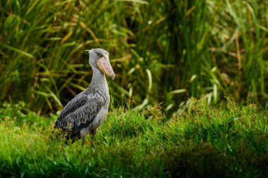 Shoebill, Balaeniceps rex, olarak da bilinen whalehead veya ayakkabı gagalı leylek, çok büyük bir leylek gibi kuştur. Adı büyük kendi ayakkabı şeklindeki Bill'den kaynaklanmaktadır. Sulak, mavi çiçek yürüyüş