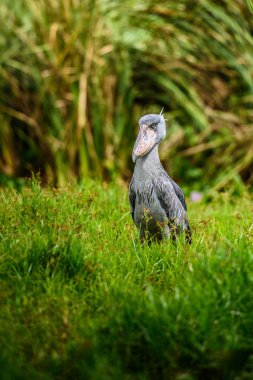 Shoebill, Balaeniceps rex, olarak da bilinen whalehead veya ayakkabı gagalı leylek, çok büyük bir leylek gibi kuştur. Adı büyük kendi ayakkabı şeklindeki Bill'den kaynaklanmaktadır. Sulak, mavi çiçek yürüyüş