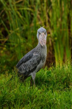 Shoebill, Balaeniceps rex, olarak da bilinen whalehead veya ayakkabı gagalı leylek, çok büyük bir leylek gibi kuştur. Adı büyük kendi ayakkabı şeklindeki Bill'den kaynaklanmaktadır. Sulak, mavi çiçek yürüyüş