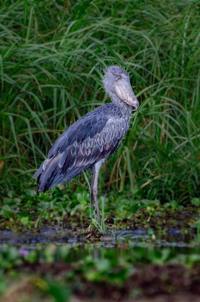 Shoebill Rex Balaeniceps Επίσης Γνωστή Whalehead Παπούτσι Τιμολογημένος Πελαργός Είναι — Φωτογραφία Αρχείου