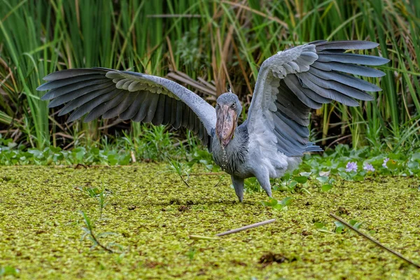 Shoebill, Balaeniceps rex, olarak da bilinen whalehead veya ayakkabı gagalı leylek, çok büyük bir leylek gibi kuştur. Adı büyük kendi ayakkabı şeklindeki Bill'den kaynaklanmaktadır. Sulak, mavi çiçek yürüyüş
