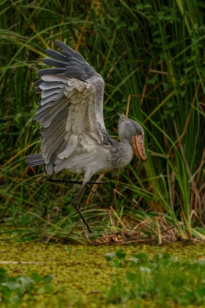 Shoebill Balaeniceps Rex Известный Китоголовый Обувной Аист Является Большой Аистообразной — стоковое фото