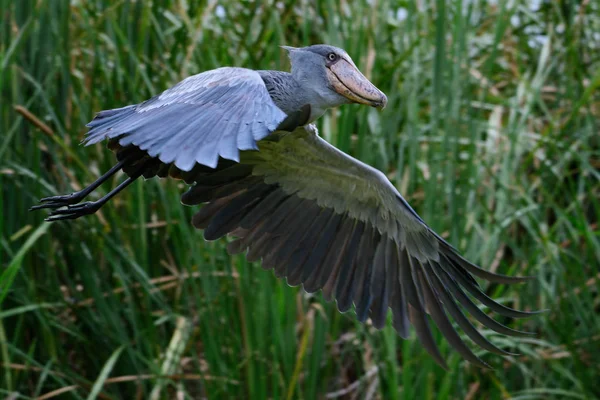 Shoebill Balaeniceps Rex Известный Китоголовый Обувной Аист Является Большой Аистообразной — стоковое фото