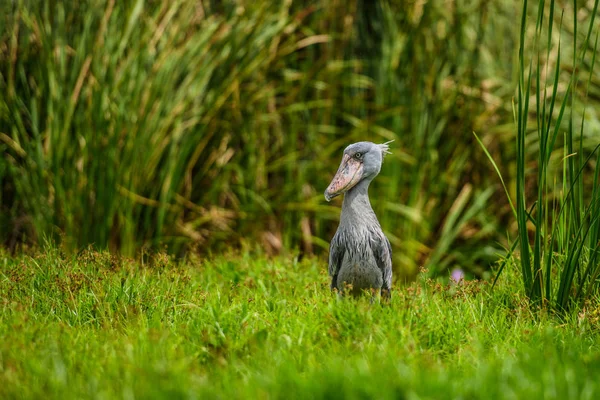 Shoebill Balaeniceps Rex Also Known Whalehead Shoe Billed Stork Very — Stock Photo, Image