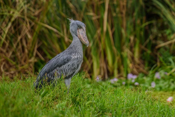 Shoebill Balaeniceps Rex Also Known Whalehead Shoe Billed Stork Very — Stock Photo, Image
